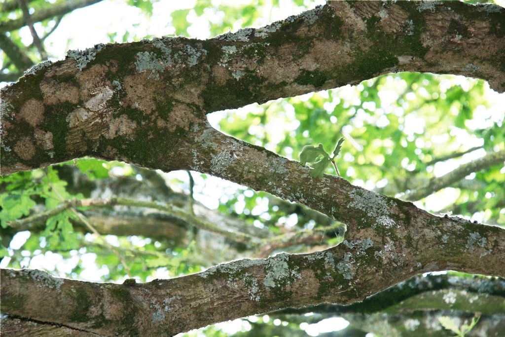 6 : Exemple d'anastomose entre deux branches .
