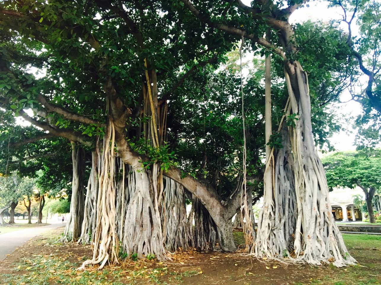 7 : Exemple d’anastomose des racines aériennes chez le Banyan (Ficus benghalensis)