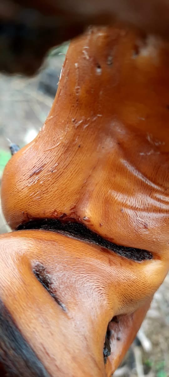 Gros plan sur le pincement pied de vigne